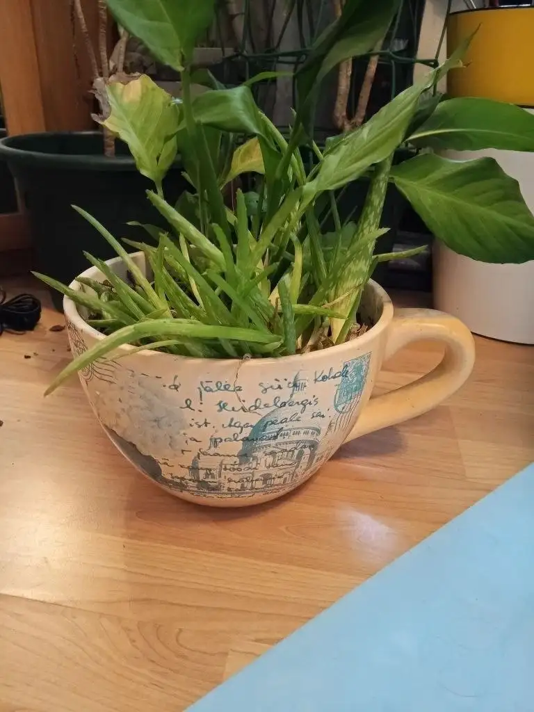 Большой горшок с цветами - Растения (Для дома и дачи) в Москва