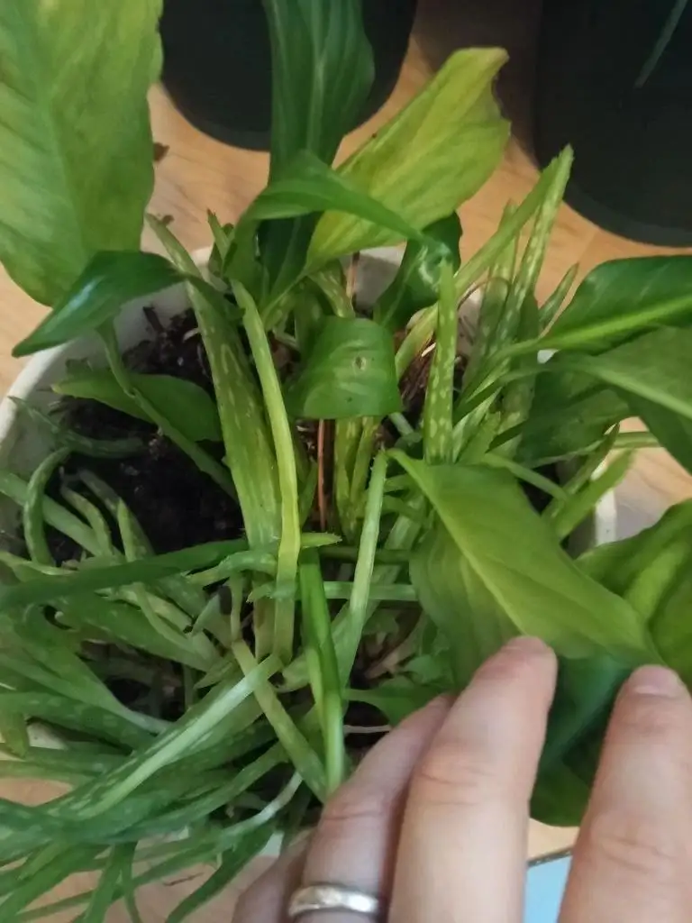 Большой горшок с цветами - Растения (Для дома и дачи) в Москва