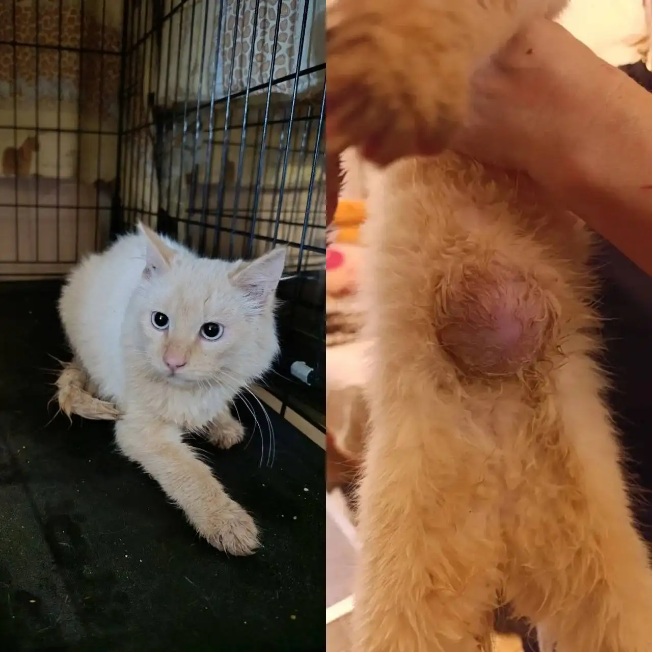 Ищет дом котенок Лучик, мальчик ~ 4 мес - Животные в Балашиха