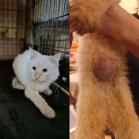 Ищет дом котенок Лучик, мальчик ~ 4 мес - частное объявление в Балашиха