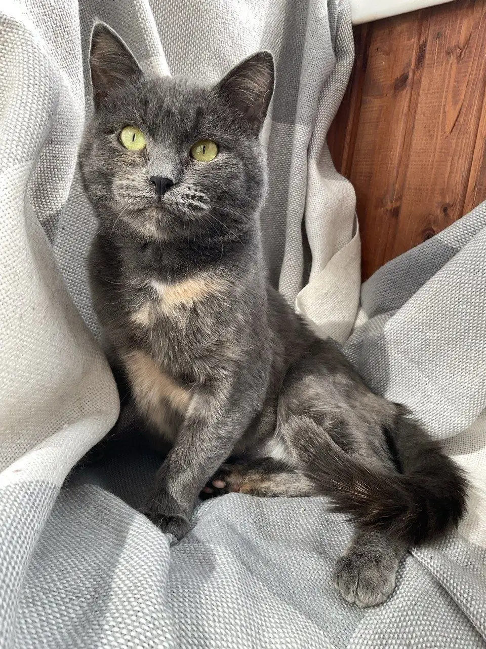 Поиск дома для кошки Шер - Кошки (Животные) в Москва