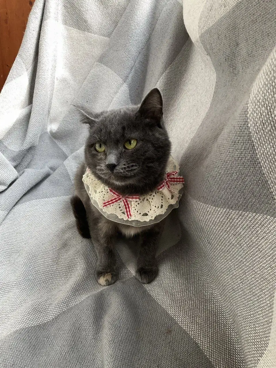 Поиск дома для кошки Шер - Кошки (Животные) в Москва