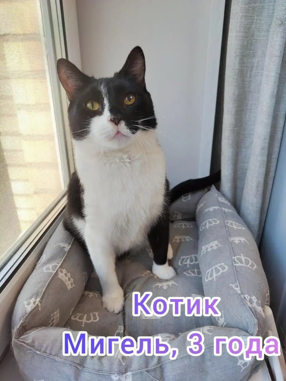 Кот-нянька Мигель ищет семью с другими котами - Кошки (Животные) в Москва