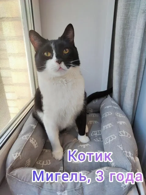 Кот-нянька Мигель ищет семью с другими котами - частное объявление в Москва