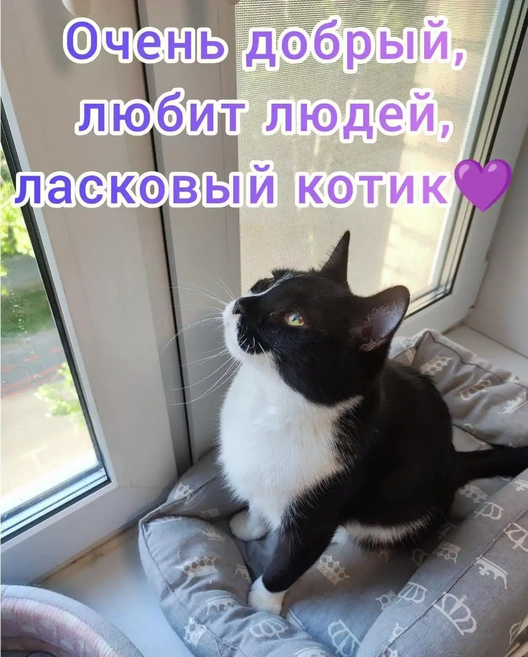 Кот-нянька Мигель ищет семью с другими котами - Кошки (Животные) в Москва