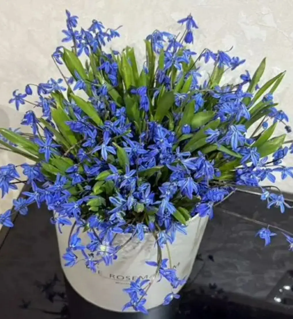 Продажа луковичных многолетников Сцилла - Садоводство (Хобби и отдых) в Москва