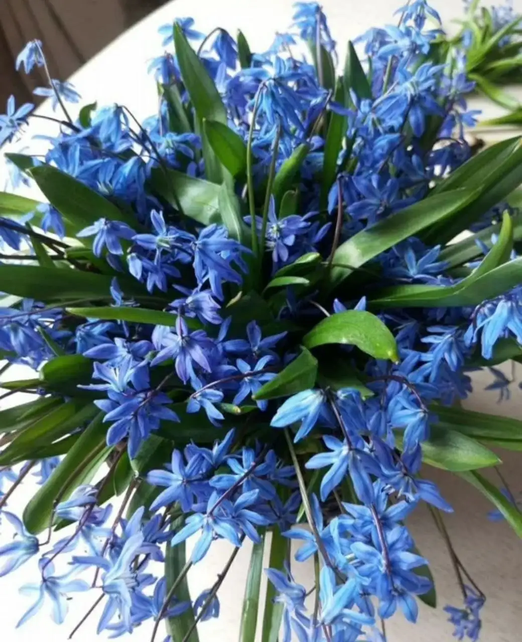 Продажа луковичных многолетников Сцилла - Садоводство (Хобби и отдых) в Москва