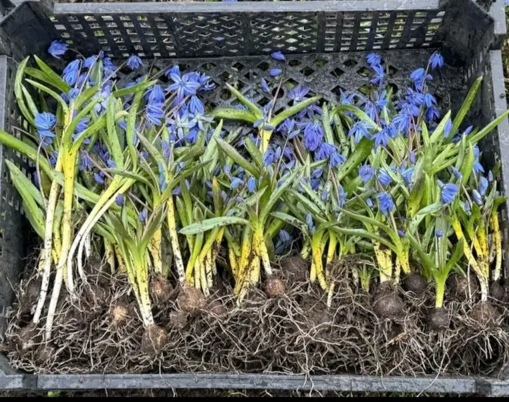 Продажа луковичных многолетников Сцилла - Садоводство (Хобби и отдых) в Москва