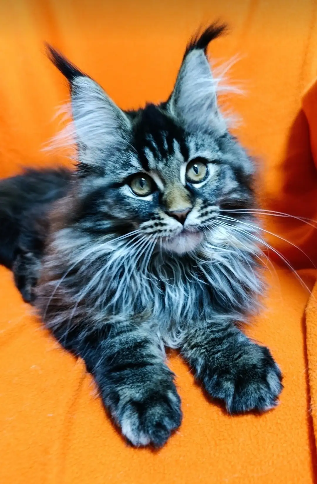 Солнечная, яркая девочка картинка - Животные в Москва