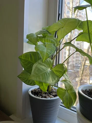 Сингониум вайд ботеофляй с горшком - Туры в Москва