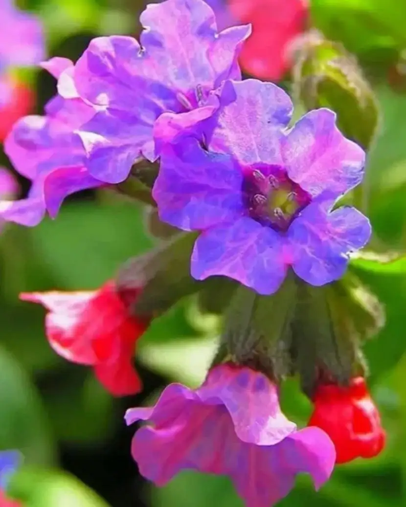 Продажа неприхотливых многолетников - Растения (Хобби и отдых) в Москва