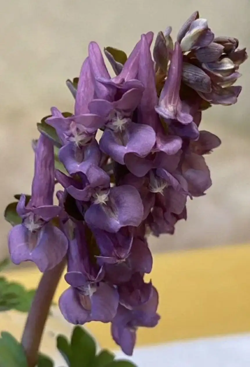 Продажа неприхотливых многолетников - Растения (Хобби и отдых) в Москва