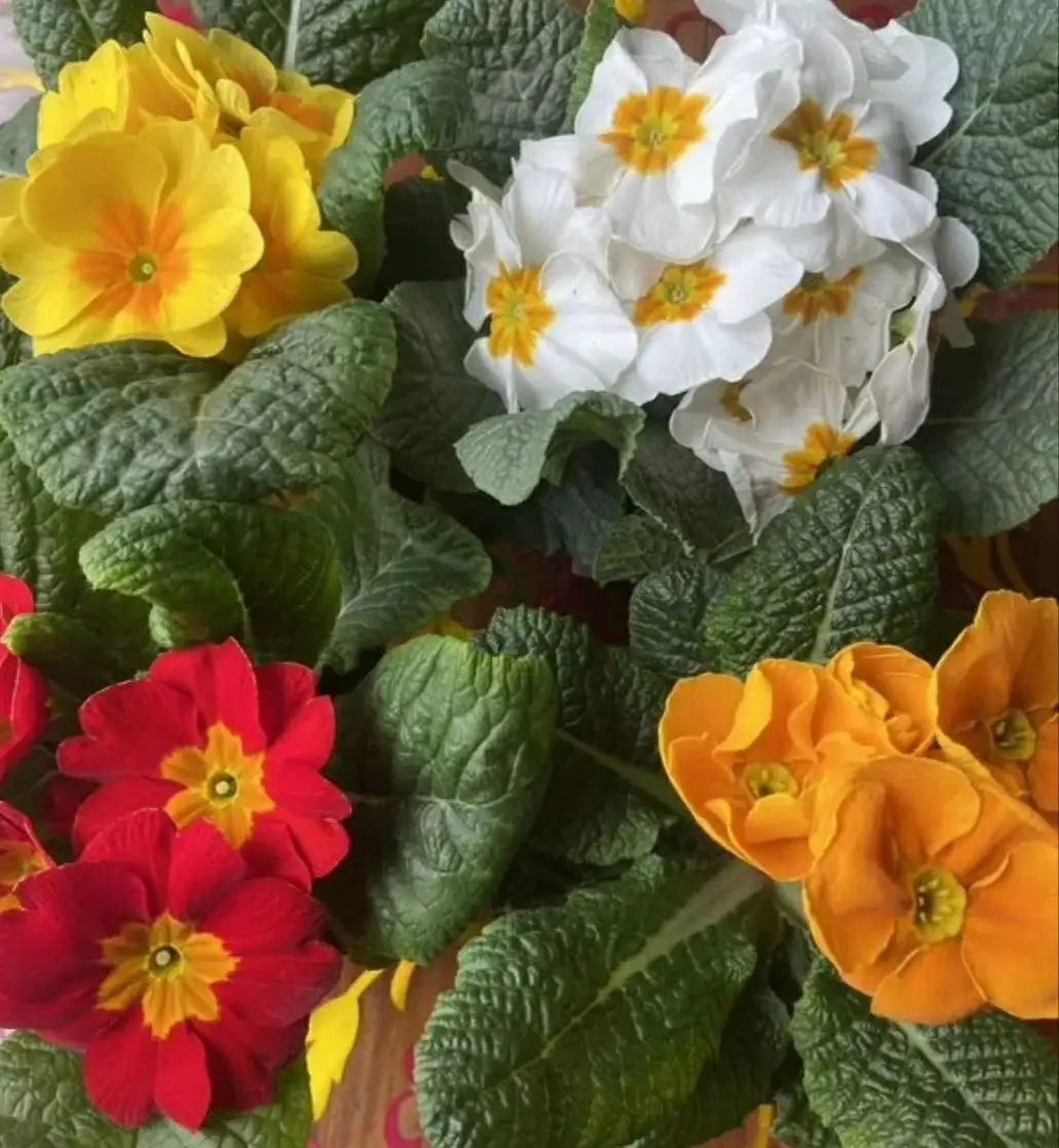 Продажа неприхотливых многолетников - Растения (Хобби и отдых) в Москва