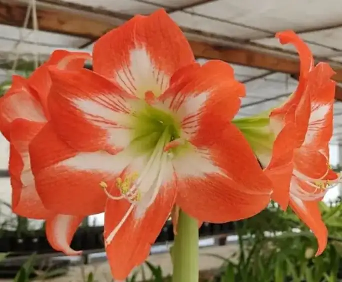 Продажа неприхотливых многолетников - Растения (Хобби и отдых) в Москва