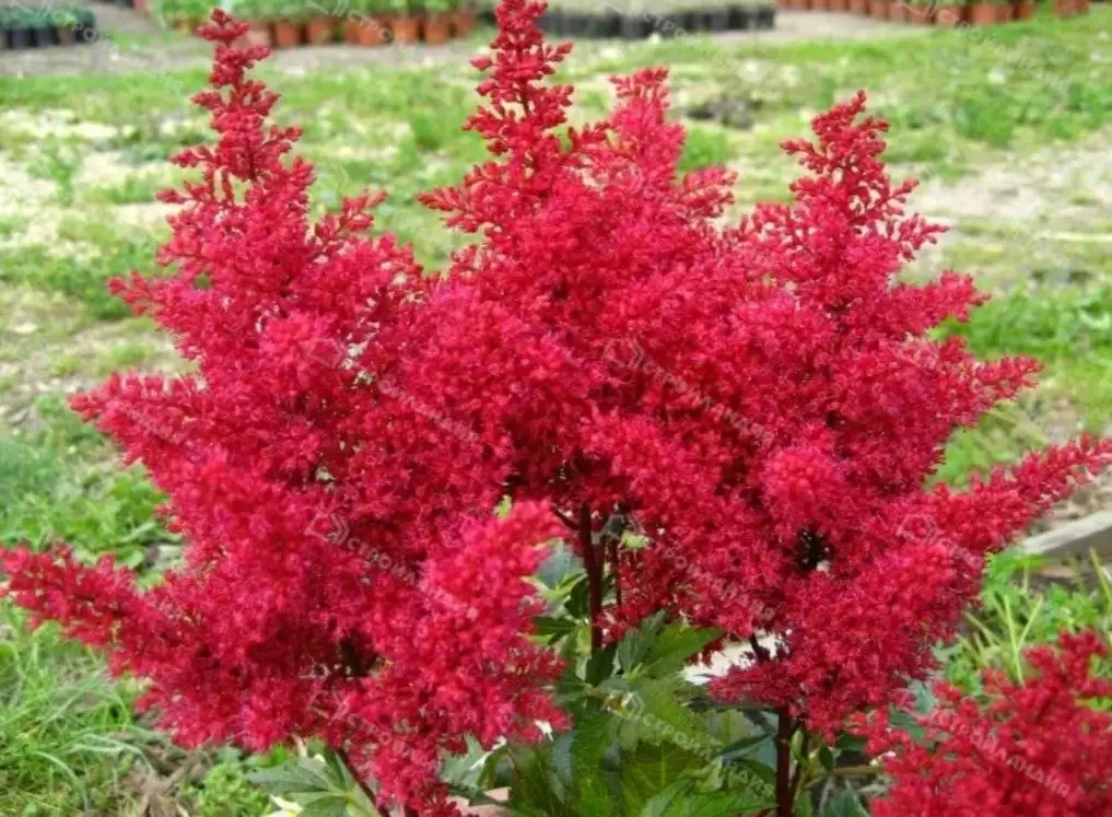 Продажа неприхотливых многолетников - Растения (Хобби и отдых) в Москва