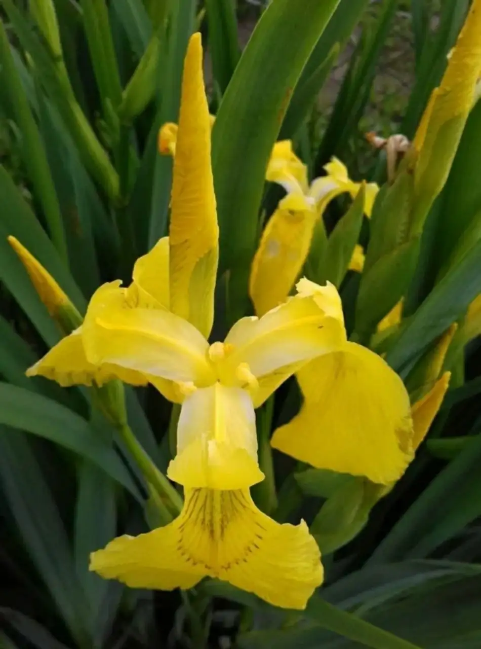 Продажа неприхотливых многолетников - Растения (Хобби и отдых) в Москва