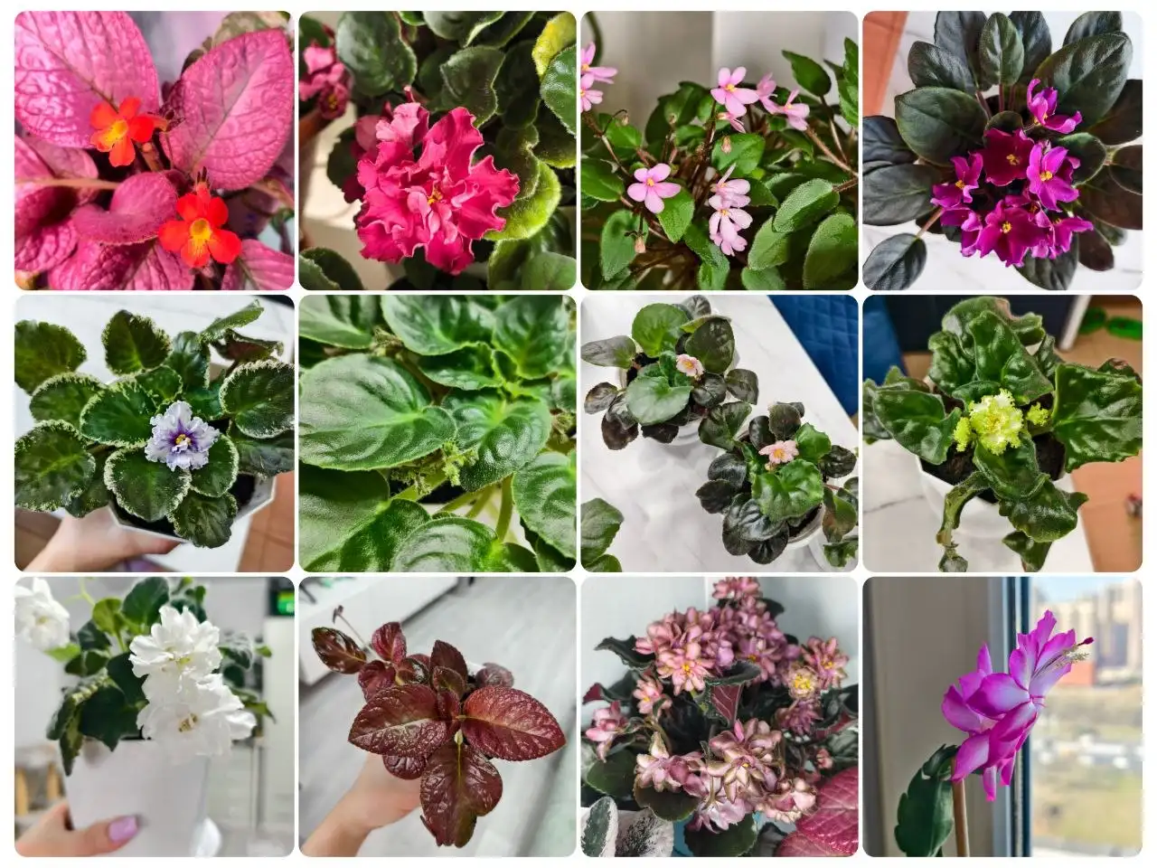 Продажа комнатных растений и фиалок - Растения (Хобби и отдых) в Москва