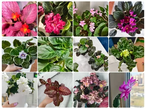 Продажа комнатных растений и фиалок - Туры в Москва