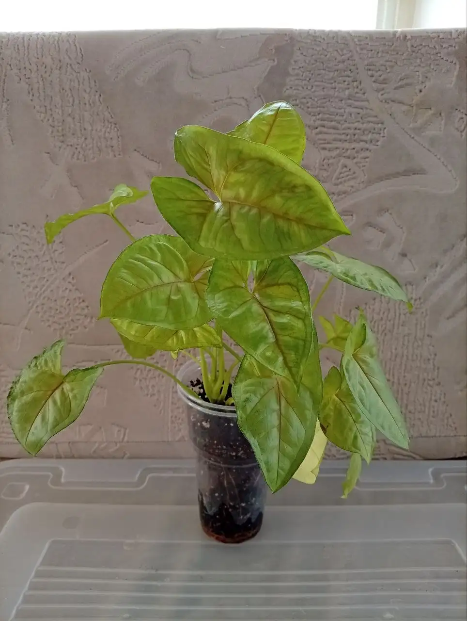 Укоренённые черенки сингониума - Растения (Хобби и отдых) в Москва