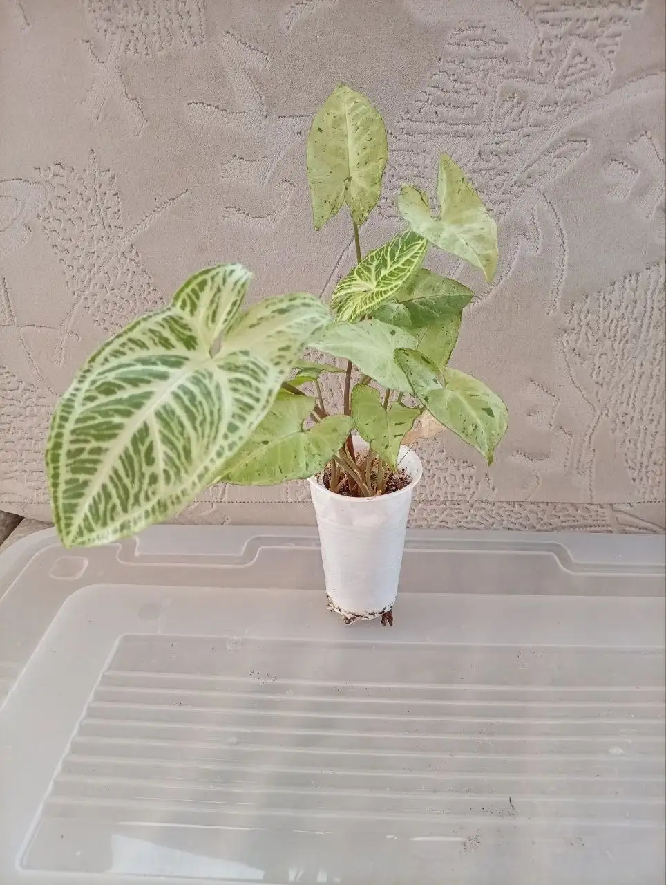 Укоренённые черенки сингониума - Растения (Хобби и отдых) в Москва