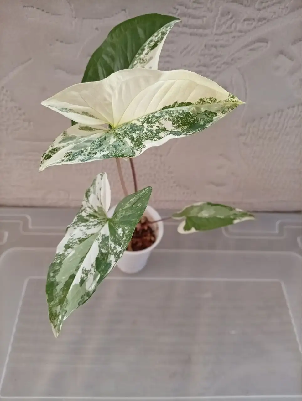 Укоренённые черенки сингониума - Растения (Хобби и отдых) в Москва