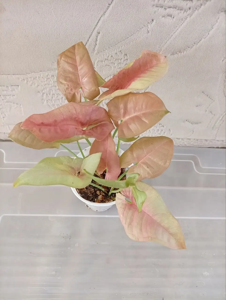 Укоренённые черенки сингониума - Растения (Хобби и отдых) в Москва