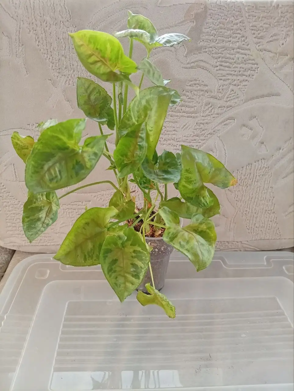 Укоренённые черенки сингониума - Растения (Хобби и отдых) в Москва