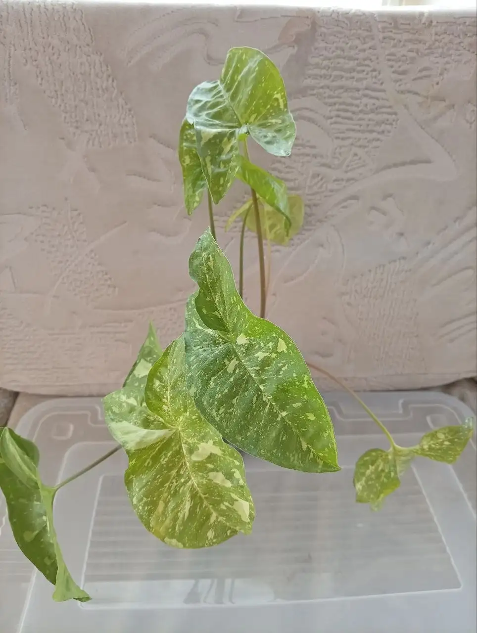 Укоренённые черенки сингониума - Растения (Хобби и отдых) в Москва