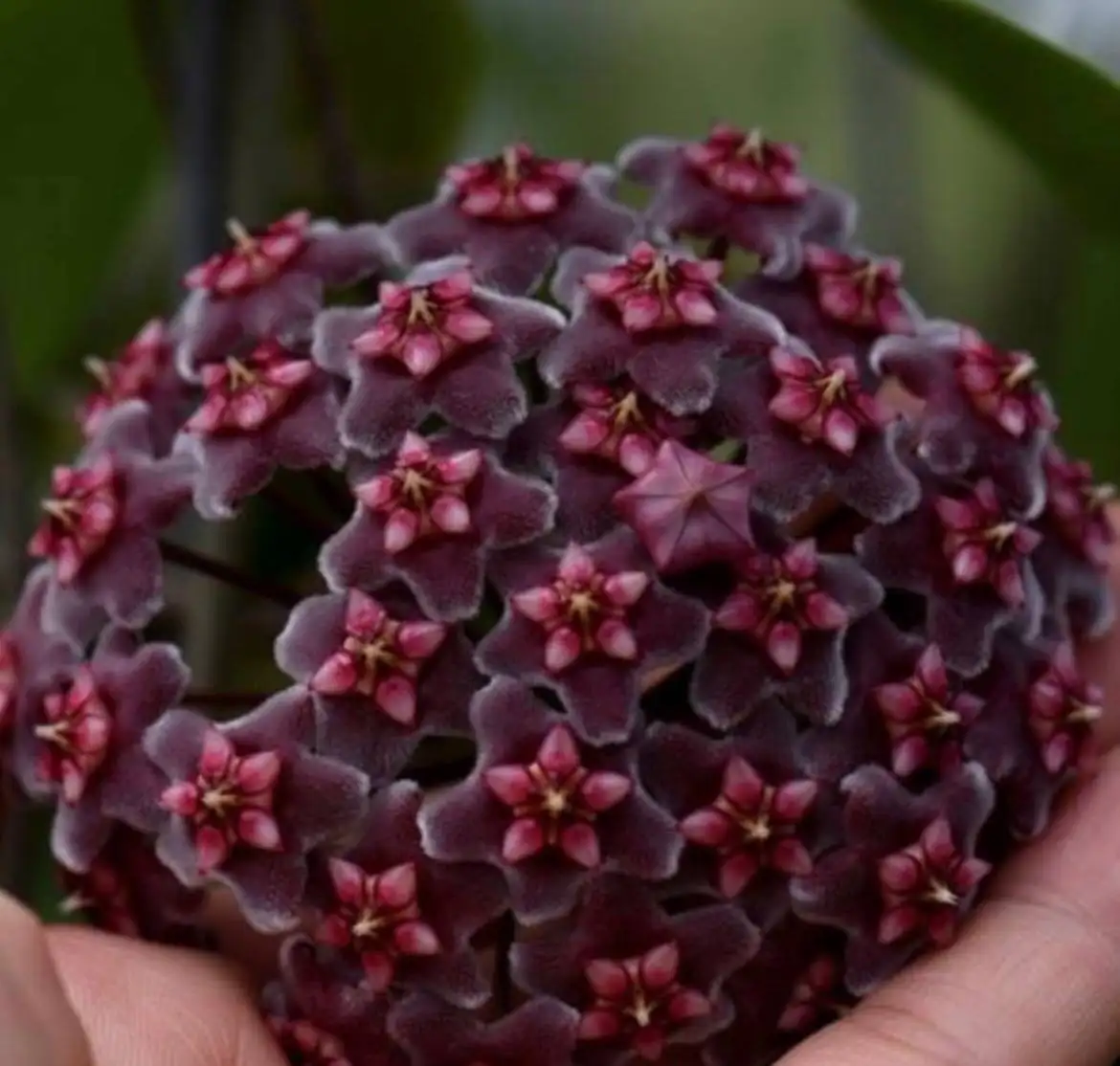 Хойя Pubicalyx Chimera ампельное растение - Растения (Хобби и отдых) в Москва