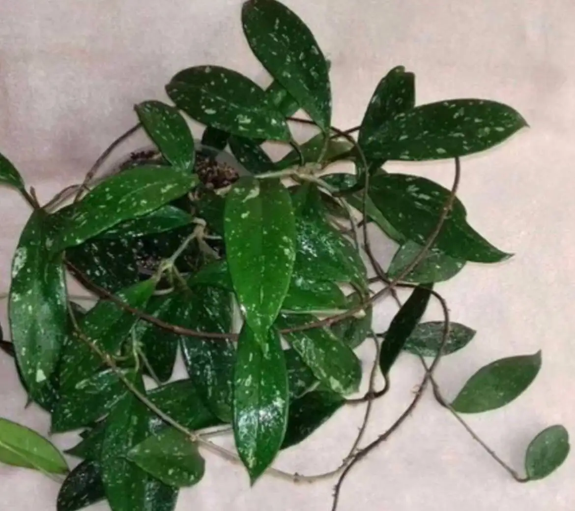 Хойя Pubicalyx Chimera ампельное растение - Растения (Хобби и отдых) в Москва
