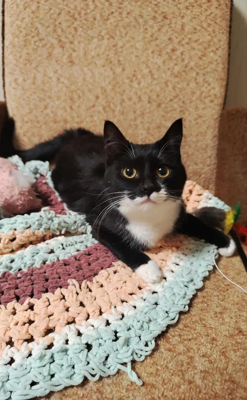 Кошка Мишель ищет семью - Кошки (Животные) в Москва