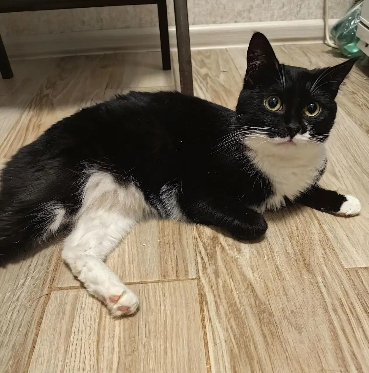 Кошечка Мишель ищет семью - Кошки (Животные) в Москва