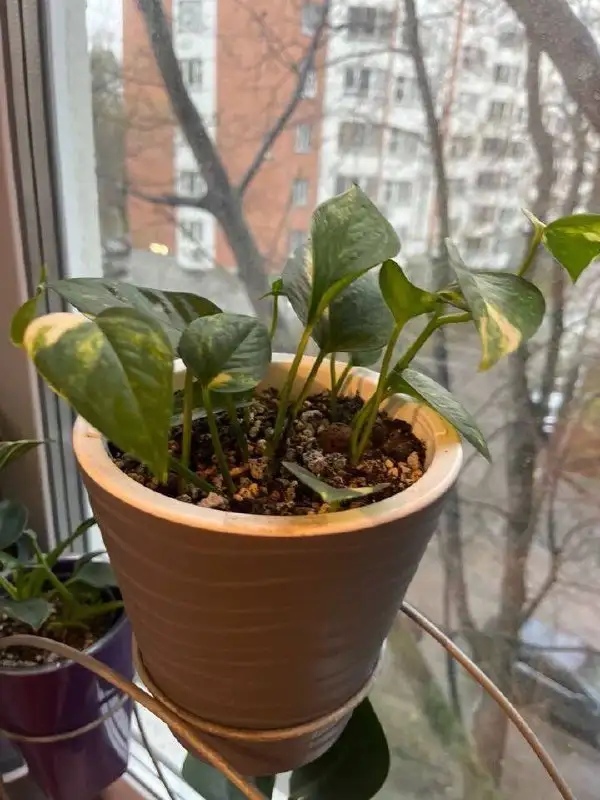 Продам комнатные растения с горшками - Растения (Хобби и отдых) в Москва