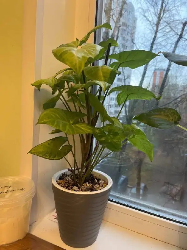 Продам комнатные растения с горшками - Растения (Хобби и отдых) в Москва