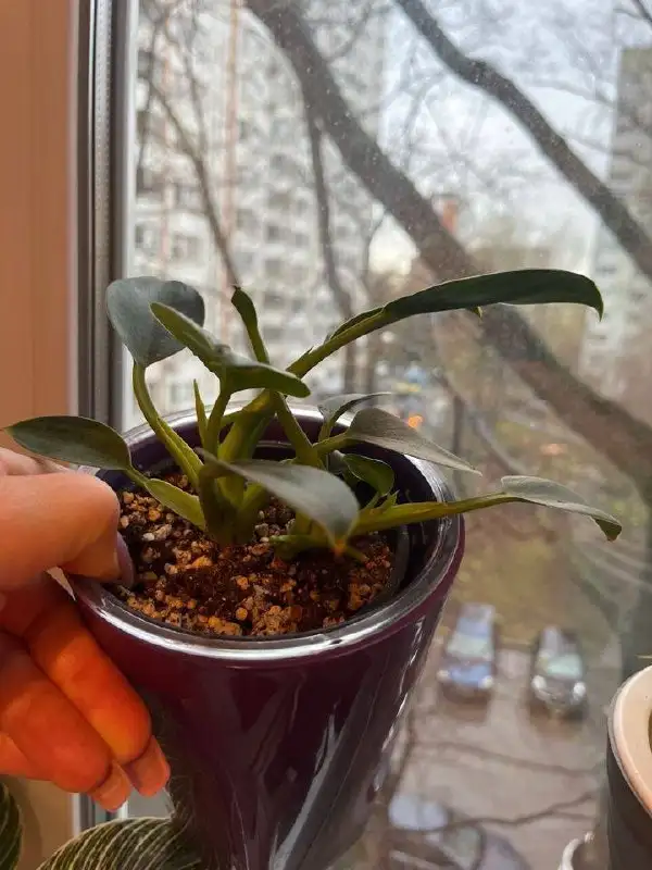 Продам комнатные растения с горшками - Растения (Хобби и отдых) в Москва