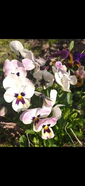 Продажа декоративных растений и семян - Пазлы в Домодедовская