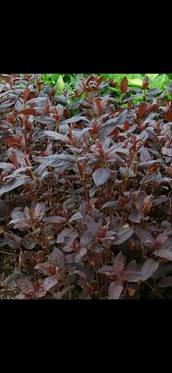 Продажа декоративных растений и семян - Растения и семена (Хобби и отдых) в Домодедовская