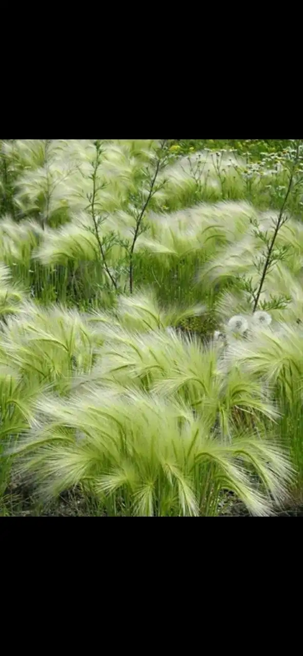 Продажа декоративных растений и семян - Растения и семена (Хобби и отдых) в Домодедовская