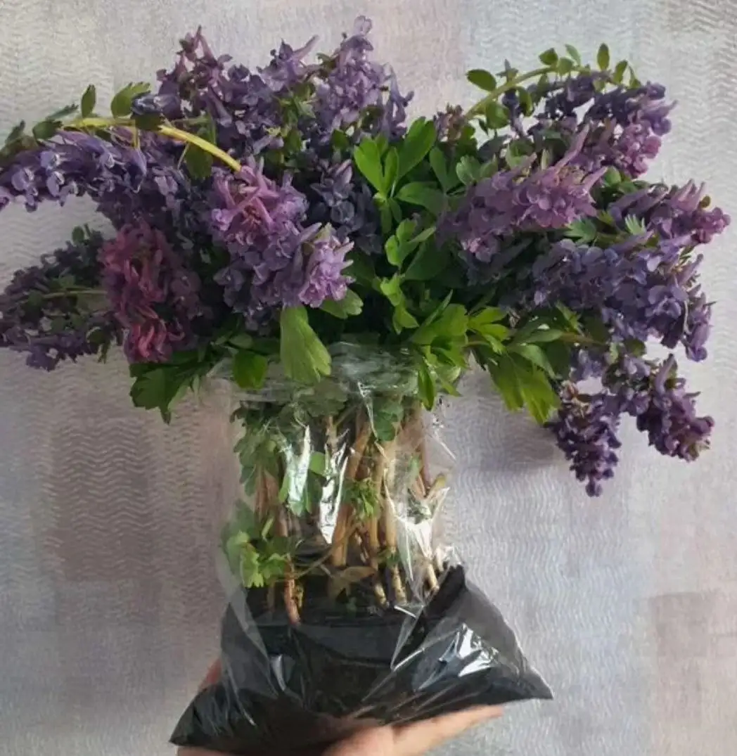 Продажа декоративных растений и семян - Растения и семена (Хобби и отдых) в Домодедовская