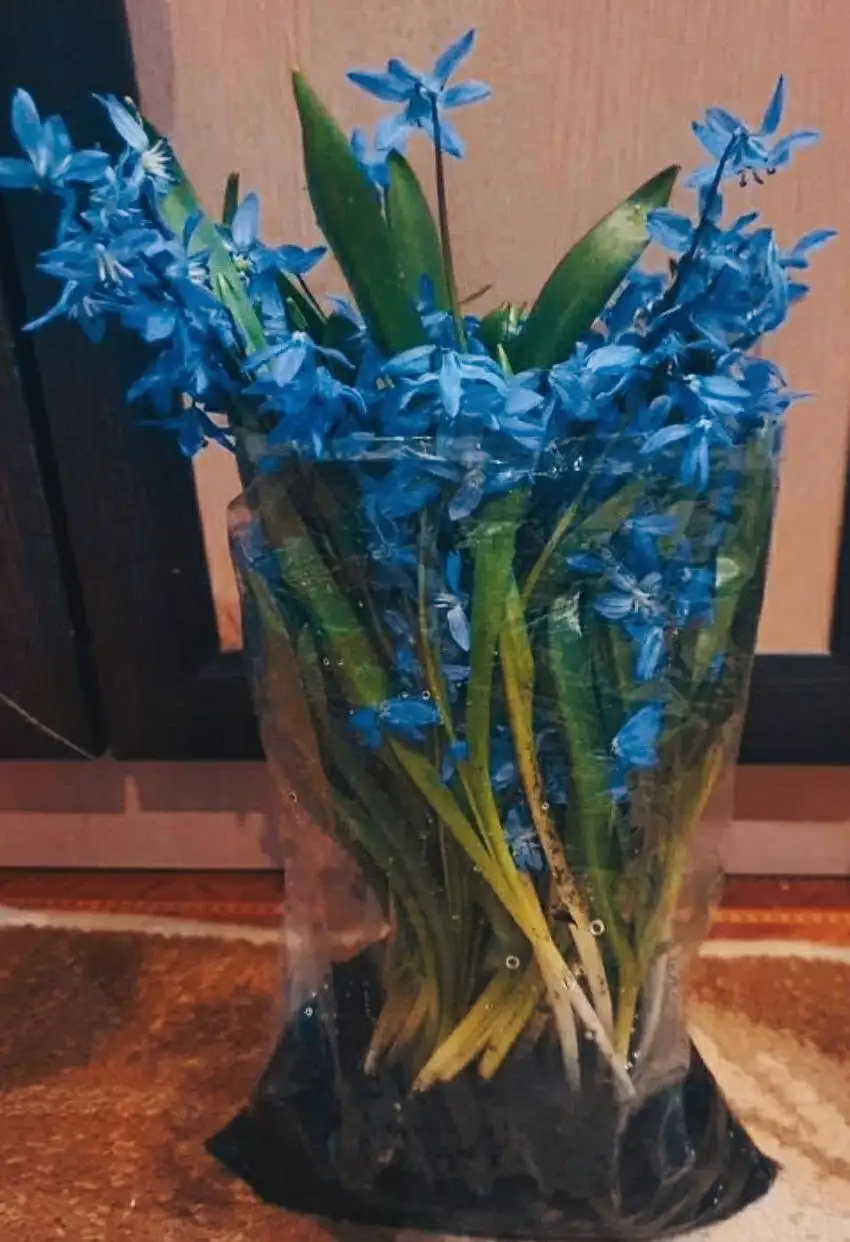 Продажа декоративных растений и семян - Растения и семена (Хобби и отдых) в Домодедовская