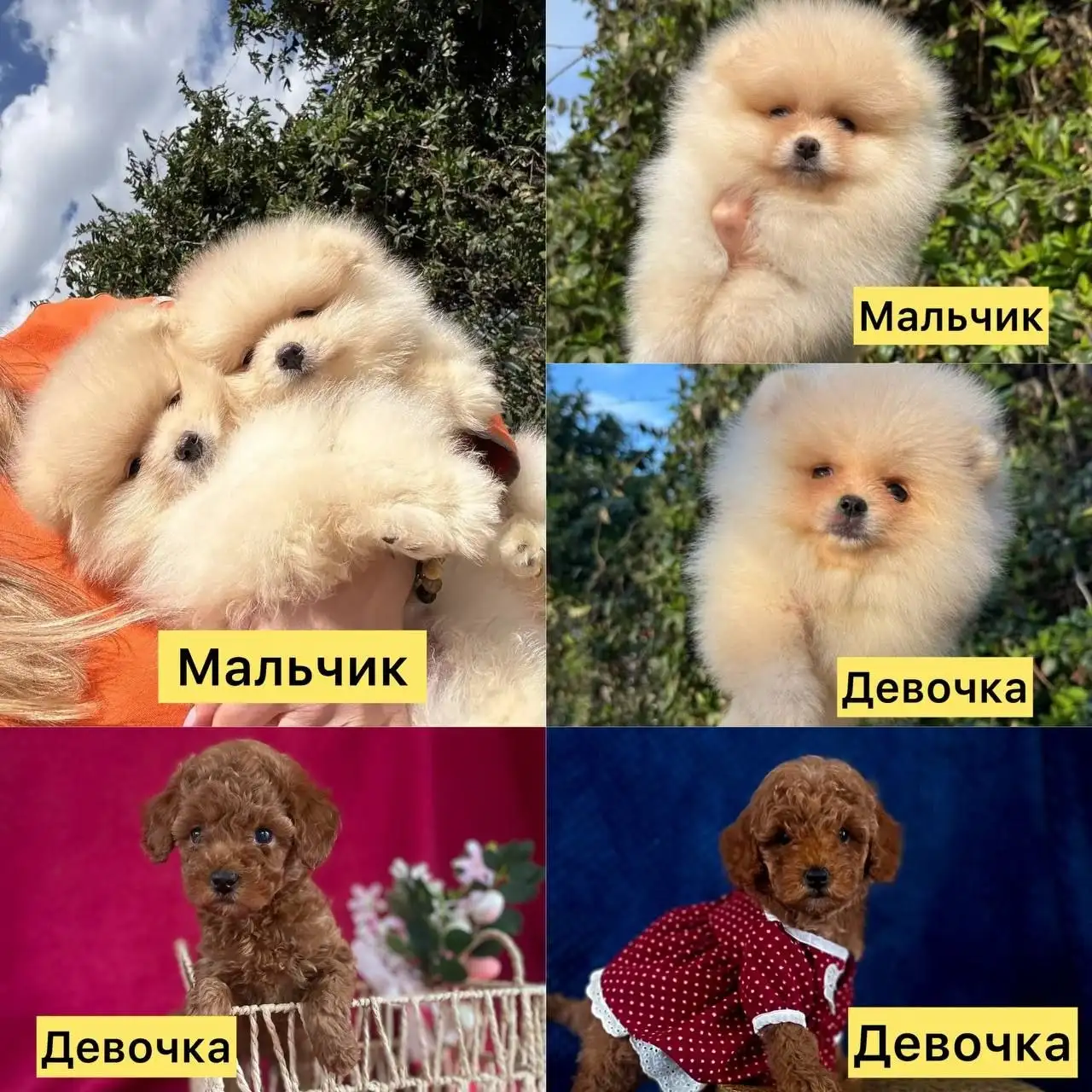 Померанские шпицы и той пудели от питомника - Собаки (Животные) в Мариуполь