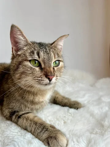 Ищу дом для кошки Элиф в Балашихе - Аквариумные рыбы в Балашиха