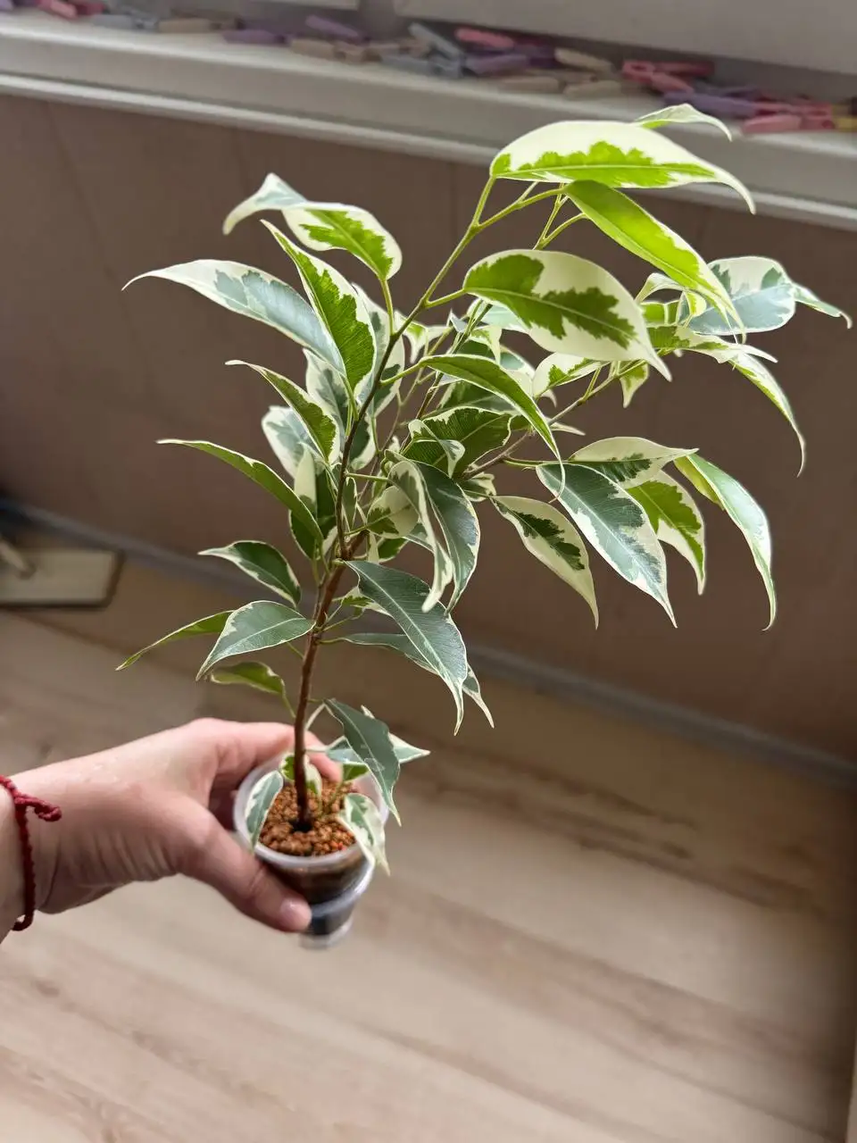 Продажа комнатных растений: карисса, розмарин, фикусы, пеларгонии, бонсай - Комнатные растения (Хобби и отдых) в Москва