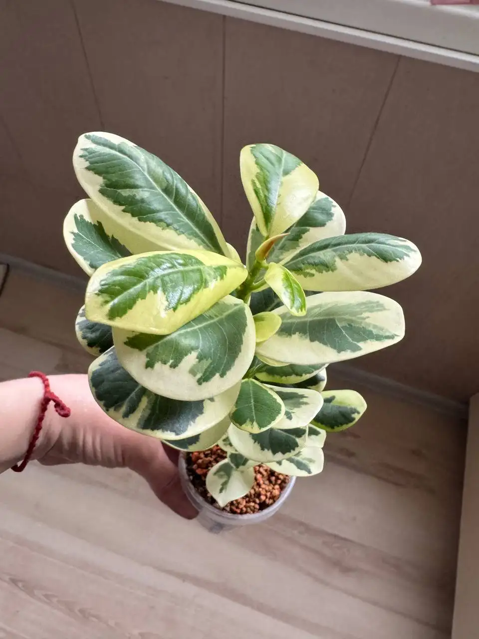 Продажа комнатных растений: карисса, розмарин, фикусы, пеларгонии, бонсай - Комнатные растения (Хобби и отдых) в Москва