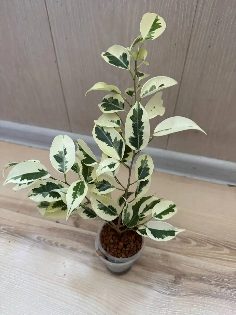 Продажа комнатных растений: карисса, розмарин, фикусы, пеларгонии, бонсай - Комнатные растения (Хобби и отдых) в Москва