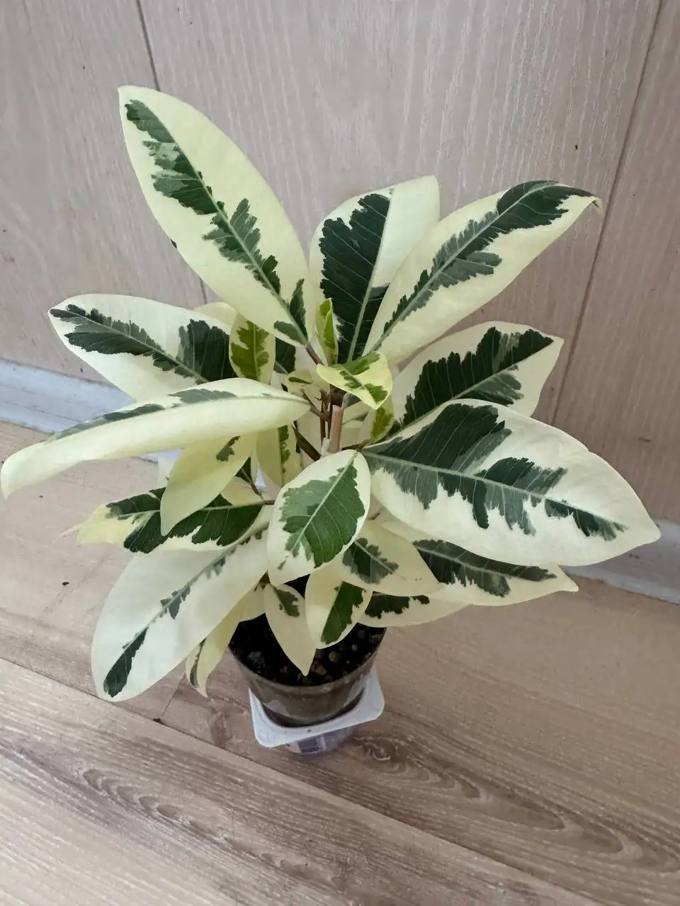 Продажа комнатных растений: карисса, розмарин, фикусы, пеларгонии, бонсай - Комнатные растения (Хобби и отдых) в Москва