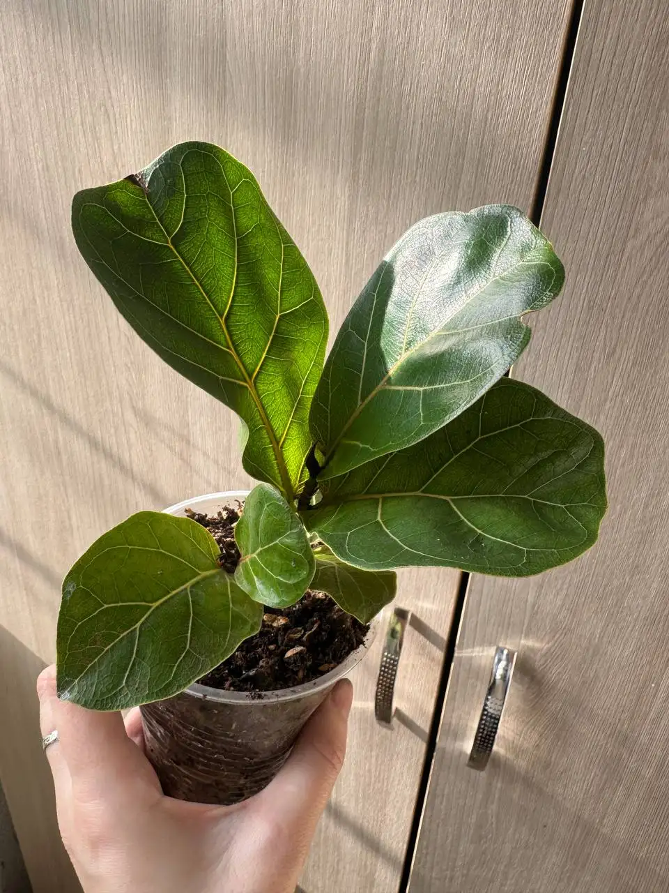 Продажа комнатных растений: карисса, розмарин, фикусы, пеларгонии, бонсай - Комнатные растения (Хобби и отдых) в Москва