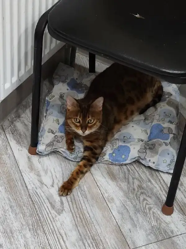 Бенгальская кошка Герда ищет дом - Кошки (Животные) в Новое Бисерово