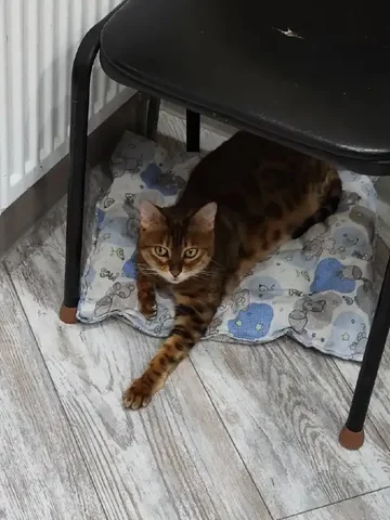 Бенгальская кошка Герда ищет дом - частное объявление в Новое Бисерово