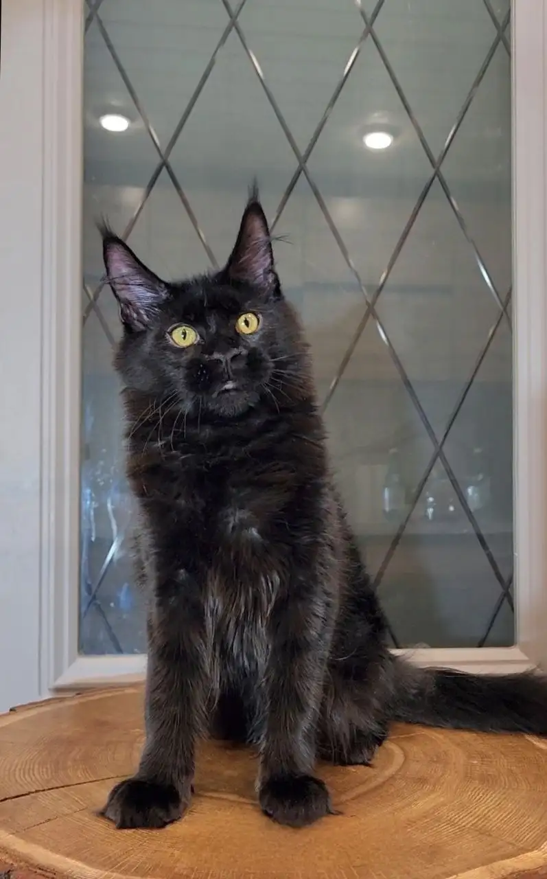 Продается кошка породы Пантера - Кошки (Животные) в Москва